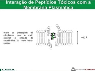 ~60 Å
Início da passagem de
citoplasma para o meio
exterior e entrada de
substâncias do meio extra-
celular.
 
