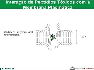 ~60 Å
Abertura de um grande canal
transmembrana.
 