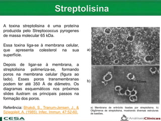 A toxina streptolisina é uma proteína
produzida pelo Streptococcus pyrogenes
de massa molecular 65 kDa.
Essa toxina liga-se à membrana celular,
que apresenta colesterol na sua
superfície.
Depois de ligar-se à membrana, a
streptolisina polimeriza-se, formando
poros na membrana celular (figura ao
lado). Esses poros transmembranas
podem ter até 350 Å de diâmetro. Os
diagramas esquemáticos nos próximos
slides ilustram os principais passos na
formação dos poros.
Referência: Bhakdi, S., Tranum-Jensen, J., &
Sziegoleit, A. (1985). Infec. Immun. 47:52-60.
a) Membrana de eritrócito lisadas por streptolisina. b)
Oligômeros de streptolisina, mostrando diversas estruturas
de bastões.
a)
b)
 