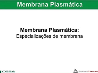 Membrana Plasmática:
Especializações de membrana
 