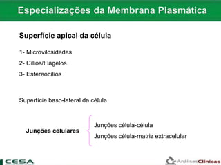Superfície apical da célula
Superfície baso-lateral da célula
1- Microvilosidades
2- Cílios/Flagelos
3- Estereocílios
Junções celulares
Junções célula-célula
Junções célula-matriz extracelular
 