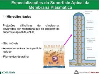 Projeções cilíndricas do citoplasma,
envolvidas por membrana que se projetam da
superfície apical da célula
- São imóveis
- Aumentam a área de superfície
celular
- Filamentos de actina
1- Microvilosidades
 