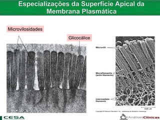 Microvilosidades
Glicocálice
 