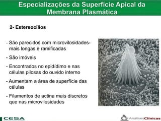 - São parecidos com microvilosidades-
mais longas e ramificadas
- São imóveis
- Encontrados no epidídimo e nas
células pilosas do ouvido interno
- Aumentam a área de superfície das
células
- Filamentos de actina mais discretos
que nas microvilosidades
2- Estereocílios
 