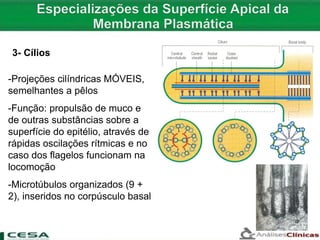 -Projeções cilíndricas MÓVEIS,
semelhantes a pêlos
-Função: propulsão de muco e
de outras substâncias sobre a
superfície do epitélio, através de
rápidas oscilações rítmicas e no
caso dos flagelos funcionam na
locomoção
-Microtúbulos organizados (9 +
2), inseridos no corpúsculo basal
3- Cílios
 