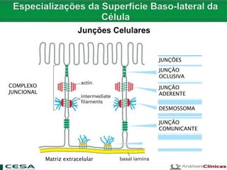 JUNÇÃO
OCLUSIVA
JUNÇÕES
JUNÇÃO
ADERENTE
DESMOSSOMA
JUNÇÃO
COMUNICANTE
COMPLEXO
JUNCIONAL
Matriz extracelular
Junções Celulares
 
