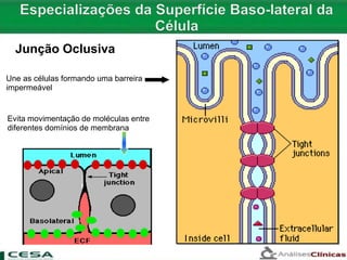 Une as células formando uma barreira
impermeável
Evita movimentação de moléculas entre
diferentes domínios de membrana
Junção Oclusiva
 