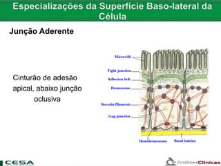 Cinturão de adesão
apical, abaixo junção
oclusiva
Junção Aderente
 