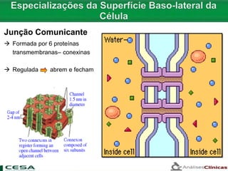  Formada por 6 proteínas
transmembranas– conexinas
 Regulada abrem e fecham
Junção Comunicante
 