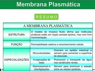 A MEMBRANA PLASMÁTICA
ESTRUTURA
O modelo do mosaico fluido afirma que moléculas
protéicas estão em dupla camada lipídica, mas com livre
movimentação.
FUNÇÃO Permeabilidade seletiva e reconhecimento celular.
ESPECIALIZAÇÕES
Microvilosidades
Ocorrem no epitélio intestinal e
servem para aumentar a superfície
de absorção.
Invaginações de
base
Promovem o transporte de água
nos canalículos renais.
Desmossomos e
interdigitações
Servem para promover a adesão
entre as células epiteliais.
R E S U M O
 