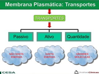 NÃO GASTA
ENERGIA
GRANDES
MOLÉCULAS
GASTA
ENERGIA
TRANSPORTES
Passivo Ativo Quantidade
 