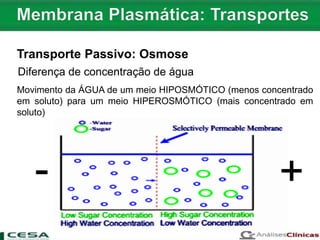 Diferença de concentração de água
Movimento da ÁGUA de um meio HIPOSMÓTICO (menos concentrado
em soluto) para um meio HIPEROSMÓTICO (mais concentrado em
soluto)
- +
Transporte Passivo: Osmose
 