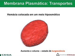 Hemácia colocada em um meio hiposmótico
Aumenta o volume – estado de turgescência
 