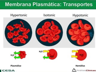 Plasmólise Hemólise
 