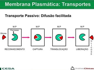 G
L
I
C
O
S
E
RECONHECIMENTO
M.P
LIBERAÇÃOCAPTURA
M.P M.P
TRANSLOCAÇÃO
Glicose
M.P
Permease
Transporte Passivo: Difusão facilitada
 
