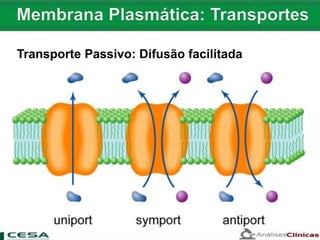 Transporte Passivo: Difusão facilitada
 