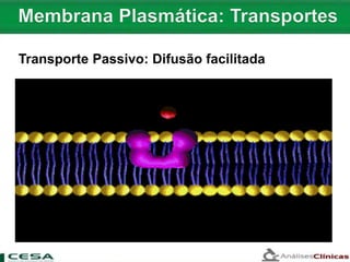 Transporte Passivo: Difusão facilitada
 