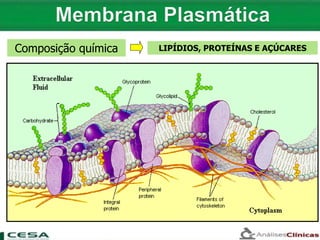 Composição química LIPÍDIOS, PROTEÍNAS E AÇÚCARES
 