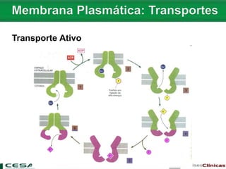 Transporte Ativo
 