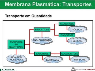 TRASPORTE
EM
QUANTIDADE
ENDOCITOSE
EXOCITOSE
FAGOCITOSE
PINOCITOSE
CLASMOCITOSE
GRANDES
MOLÉCULAS
ENGLOBAMENTO
ELIMINAÇÃO RESÍDUOS
LÍQUIDOS
SÓLIDOS
Transporte em Quantidade
 