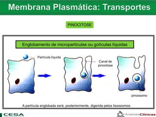 PINOCITOSE
Canal de
pinocitose
Partícula líquida
pinossomo
Englobamento de micropartículas ou gotículas líquidas
A partícula englobada será, posteriormente, digerida pelos lisossomos.
 