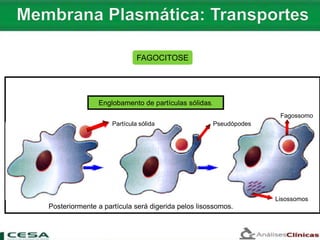 FAGOCITOSE
Fagossomo
Lisossomos
PseudópodesPartícula sólida
Englobamento de partículas sólidas.
Posteriormente a partícula será digerida pelos lisossomos.
 
