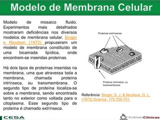 Referência: Singer, S. J. & Nicolson, G. L.
(1972) Science, 175:720-731.
Proteína intrínseca, ou
transmembrana
Proteínas extrínsecas
Modelo de mosaico fluido.
Experimentos mais detalhados
mostraram deficiências nos diversos
modelos de membrana celular. Singer
e Nicolson (1972) propuseram um
modelo de membrana constituído de
uma bicamada lipídica, onde
encontram-se inseridas proteínas.
Há dois tipos de proteínas inseridas na
membrana, uma que atravessa toda a
membrana, chamada proteína
intrínseca, ou transmembrana. O
segundo tipo de proteína localiza-se
sobre a membrana, sendo encontrada
tanto no exterior como voltada para o
citoplasma. Esse segundo tipo de
proteína é chamado extrínseca.
 
