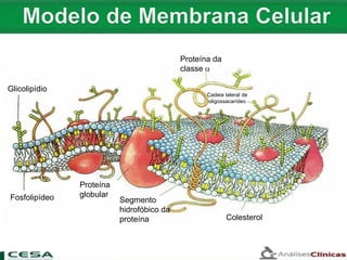 Proteína da
classe 
Cadeia lateral de
oligossacarídeo
Glicolipídio
Fosfolipídeo
Proteína
globular
Segmento
hidrofóbico da
proteína Colesterol
 
