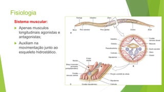 Fisiologia
Sistema muscular:
 Apenas musculos
longitudinais agonistas e
antagonistas;
 Auxiliam na
movimentação junto ao
esqueleto hidrostático.
10
 