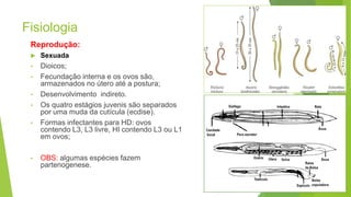 Fisiologia
Reprodução:
 Sexuada
• Dioicos;
• Fecundação interna e os ovos são,
armazenados no útero até a postura;
• Desenvolvimento indireto.
• Os quatro estágios juvenis são separados
por uma muda da cutícula (ecdise).
• Formas infectantes para HD: ovos
contendo L3, L3 livre, HI contendo L3 ou L1
em ovos;
• OBS: algumas espécies fazem
partenogenese.
12
 