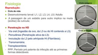 Fisiologia
Reprodução:
 Ciclo de vida
 Desenvolvimento larval: L1, L2, L3, L4, L5;/ Adulto
 A passagem de um estádio para outro implica na muda
(ecdise) da cutícula;
 Penetração no HD
• Via oral (Ingestão de ovo, da L3 ou do HI contendo a L3);
• Percutânea (Penetração ativa da L3);
• Inoculação da L3 pelo artrópode HI (Filarídeos);
• Transmamária;
• Transplacentária;
• PPP; Período pré patente da infecção até as primeiras
formas detectáveis
13
•Ciclo exógeno
•Ciclo endógeno
 
