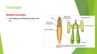 Fisiologia
Sistema excretor:
 Formados por Renetes (tubos em
H)
16
 