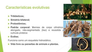 Características evolutivas
 Triblásticos;
 Simetria bilateral;
 Protostômios;
 Padrão corporal: Vermes de corpo cilíndrico e
alongado, não-segmentado (liso) e revestido por
cutícula proteica
 Ecdise;
Funciona como um esqueleto hidrostático.
 Vida livre ou parasitas de animais e plantas.
2
 