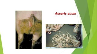 Ascaris suum
 