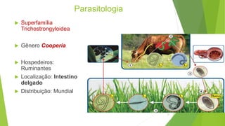 Parasitologia
 Superfamília
Trichostrongyloidea
 Gênero Cooperia
 Hospedeiros:
Ruminantes
 Localização: Intestino
delgado
 Distribuição: Mundial
21
 
