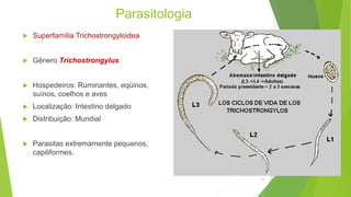 Parasitologia
 Superfamília Trichostrongyloidea
 Gênero Trichostrongylus
 Hospedeiros: Ruminantes, eqüinos,
suínos, coelhos e aves
 Localização: Intestino delgado
 Distribuição: Mundial
 Parasitas extremamente pequenos,
capiliformes.
23
 