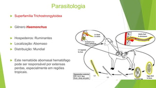Parasitologia
 Superfamília Trichostrongyloidea
 Gênero Haemonchus
 Hospedeiros: Ruminantes
 Localização: Abomaso
 Distribuição: Mundial
 Este nematóide abomasal hematófago
pode ser responsável por extensas
perdas, especialmente em regiões
tropicais.
24
 