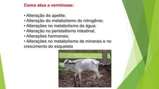 Como atua a verminose:
• Alteração do apetite;
• Alteração do metabolismo do nitrogênio;
• Alterações no metabolismo da água;
• Alteração no peristaltismo intestinal;
• Alterações hormonais;
• Alterações no metabolismo de minerais e no
crescimento do esqueleto
 