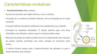 Características evolutivas
 Pseudocelomados (falso celoma).
• Aumento de tamanho dos órgãos internos, como o intestino;
• Formação de um sistema circulatório eficiente, sem as limitações de um corpo
compacto;
• O líquido celômico transporta substâncias mais rapidamente que a difusão;
• Formação do esqueleto hidrostático. O líquido celômico gera uma força
hidrostática mais eficiente, contra a qual os músculos podem atuar;
• Músculos da parede do intestino podem tornar-se independentes dos músculos
da parede corporal, permitindo uma maior variação de movimento entre
ambos;
• O celoma fornece espaço para o desenvolvimento das gônadas ou para o
desenvolvimento dos embriões.
3
 