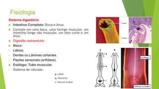 Fisiologia
Sistema digestório:
 Intestino Completo: Boca e ânus.
 Consiste em uma boca, uma faringe muscular, um
intestino longo não muscular, um reto curto e um
ânus.
 Digestão extracelular
 Boca:
• Lábios;
• Dentes ou Lâminas cortantes.
• Papilas sensoriais (anfídeos).
 Esôfago: Tubo muscular.
• Sistema de válvulas.
p. Lábio
q. Alimento
r. Válvula bulbar
7
 