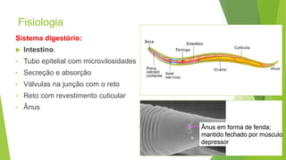 Fisiologia
Sistema digestório:
 Intestino.
• Tubo epitelial com microvilosidades
• Secreção e absorção
• Válvulas na junção com o reto
• Reto com revestimento cuticular
• Ânus
8
 