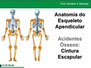 Prof. Hamilton F. Nobrega
Anatomia do
Esqueleto
Apendicular
Acidentes
Ósseos:
Cintura
Escapular
 