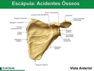 Aula 05 radiologia - anatomia do esqueleto apendicular - cintura
