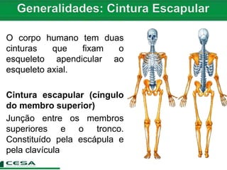 Aula 05 radiologia - anatomia do esqueleto apendicular - cintura escapular