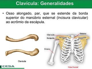 https://image.slidesharecdn.com/aula05-radiologia-anatomiadoesqueletoapendicular-cinturaescapular-151121022633-lva1-app6892/85/aula-05-radiologia-anatomia-do-esqueleto-apendicular-cintura-escapular-6-320.jpg?cb=1666125308