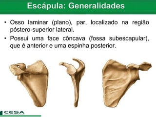 Aula 05 radiologia - anatomia do esqueleto apendicular - cintura escapular