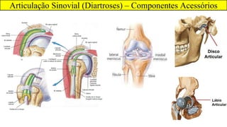 Articulação Sinovial (Diartroses) – Componentes Acessórios
 