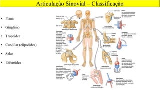 Articulação Sinovial – Classificação
• Plana
• Gínglimo
• Trocoidea
• Condilar (elipsóidea)
• Selar
• Esferóidea
 