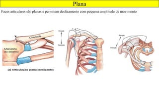 Plana
Faces articulares são planas e permitem deslizamento com pequena amplitude de movimento
 