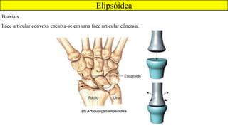 Elipsóidea
Biaxiais
Face articular convexa encaixa-se em uma face articular côncava.
 
